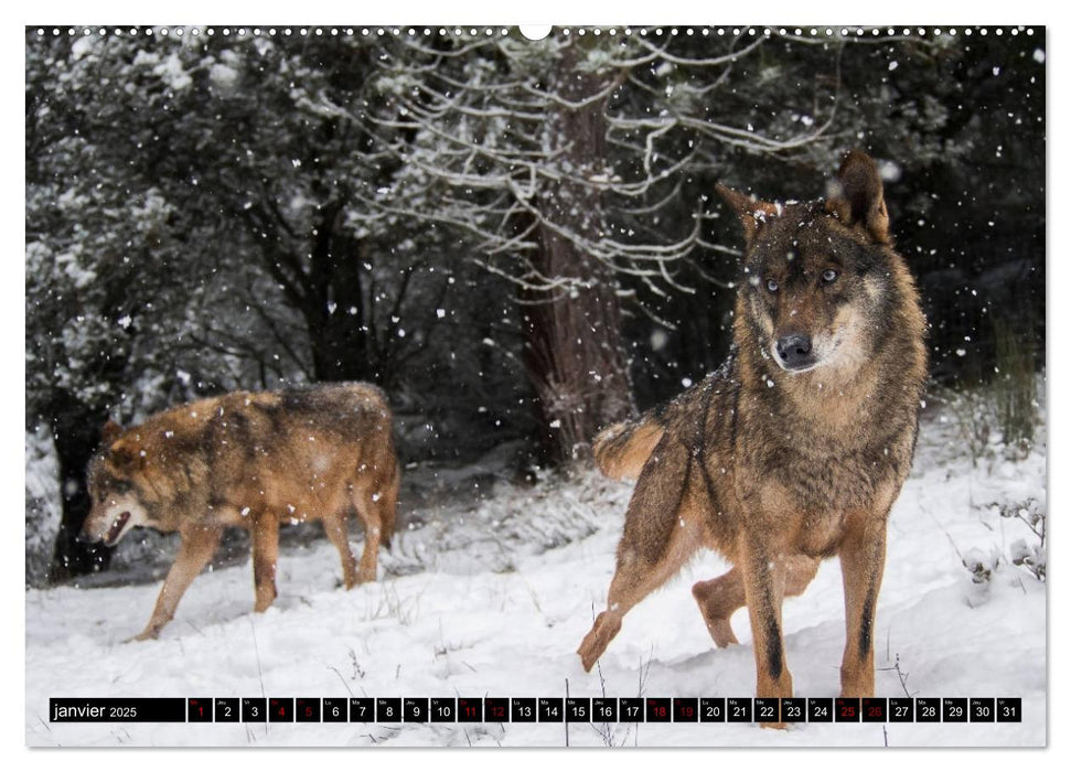 Le loup: l'esprit sauvage (CALVENDO Calendrier supérieur 2025)