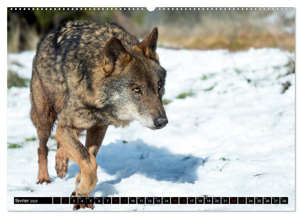 Le loup: l'esprit sauvage (CALVENDO Calendrier supérieur 2025)