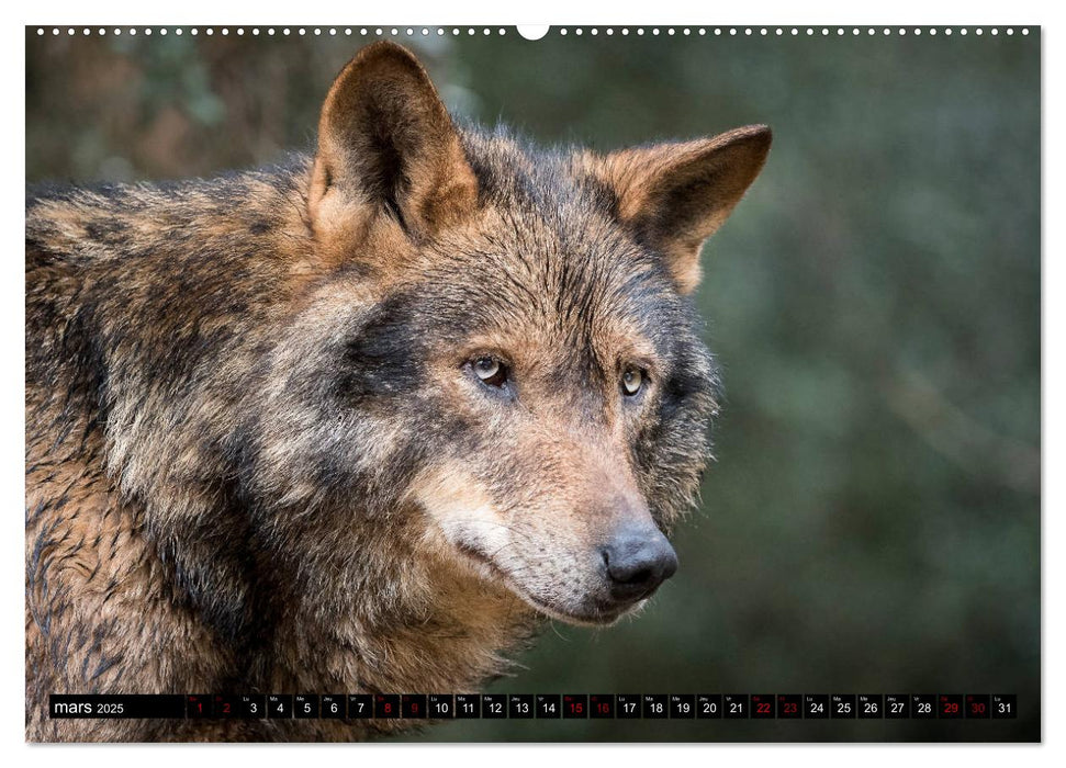 Le loup: l'esprit sauvage (CALVENDO Calendrier supérieur 2025)