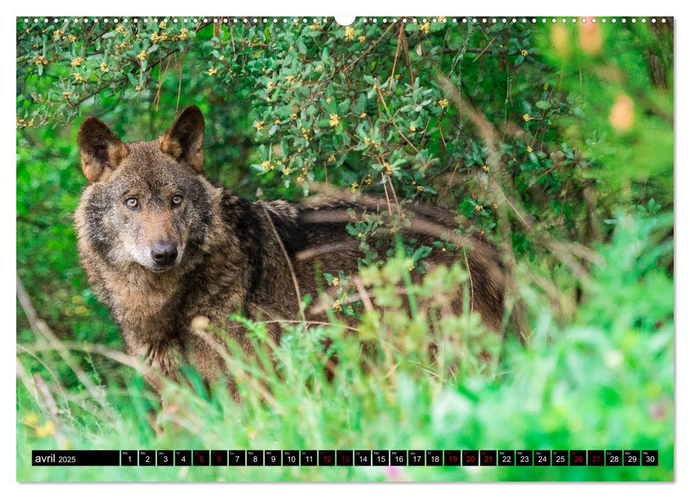 Le loup: l'esprit sauvage (CALVENDO Calendrier supérieur 2025)