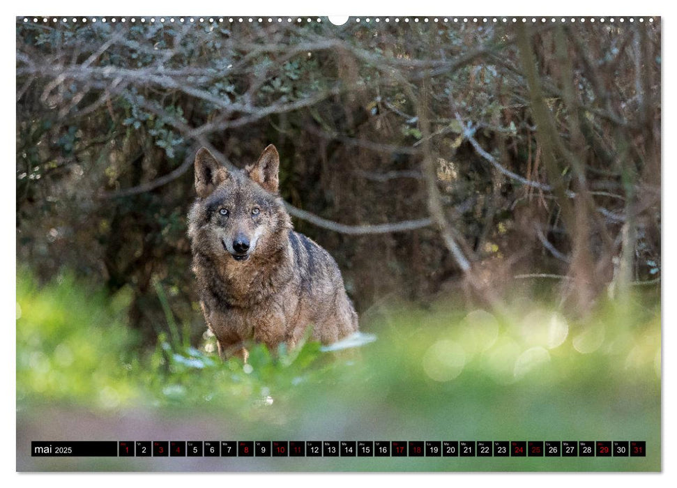 Le loup: l'esprit sauvage (CALVENDO Calendrier supérieur 2025)