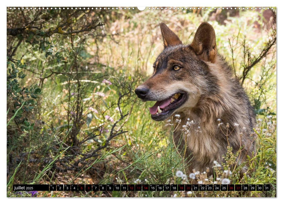 Le loup: l'esprit sauvage (CALVENDO Calendrier supérieur 2025)