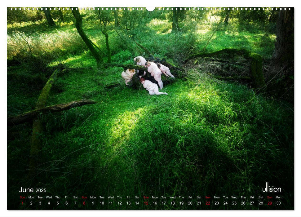 Mothers of earth- life can be so voluptuous (CALVENDO Premium-Calendar 2025)