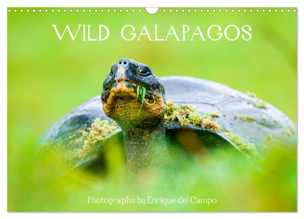 WILD GALAPAGOS (CALVENDO Monthly Calendar 2025)