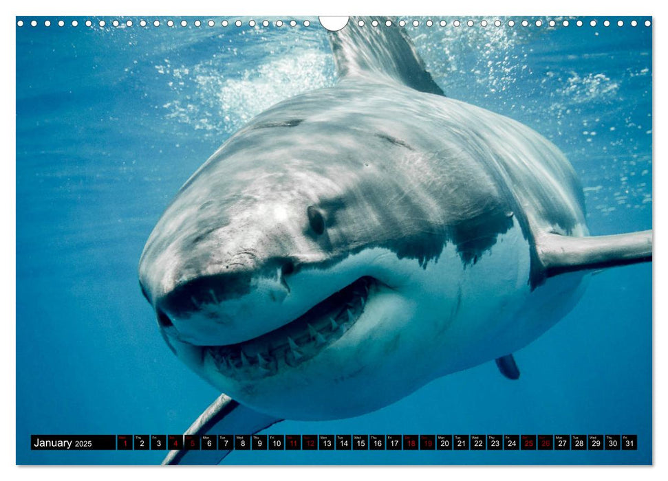 The Great White Shark: King of the Ocean (CALVENDO Monthly Calendar 2025)