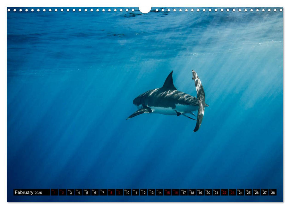 The Great White Shark: King of the Ocean (CALVENDO Monthly Calendar 2025)