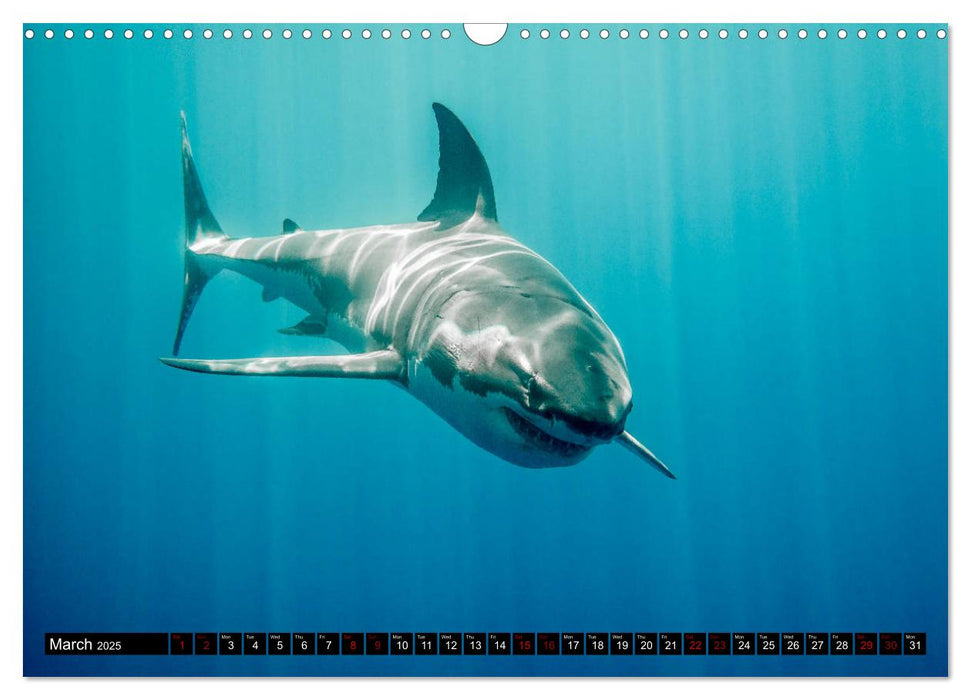 The Great White Shark: King of the Ocean (CALVENDO Monthly Calendar 2025)