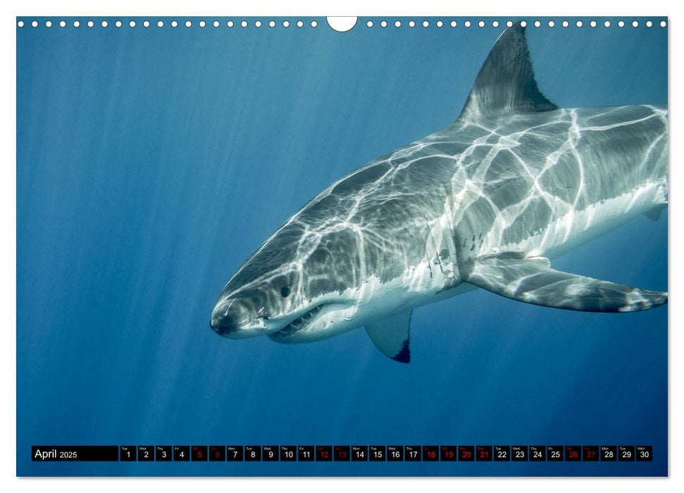 The Great White Shark: King of the Ocean (CALVENDO Monthly Calendar 2025)