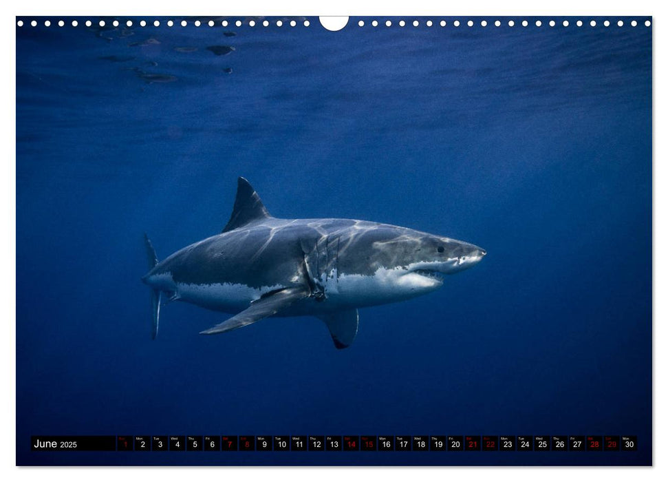 The Great White Shark: King of the Ocean (CALVENDO Monthly Calendar 2025)