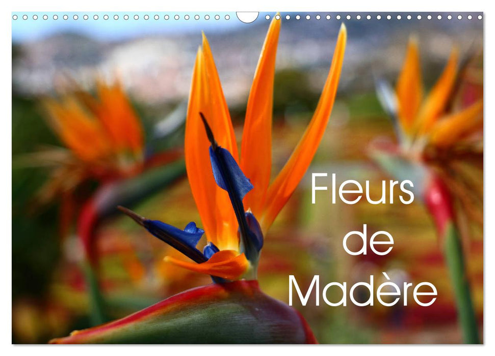 Fleurs de Madère (CALVENDO Calendrier mensuel 2025)