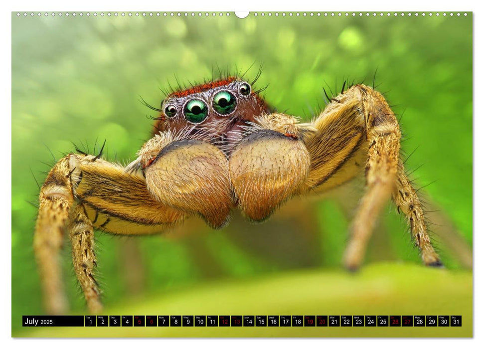 Jumping Spiders (CALVENDO Premium-Calendar 2025)