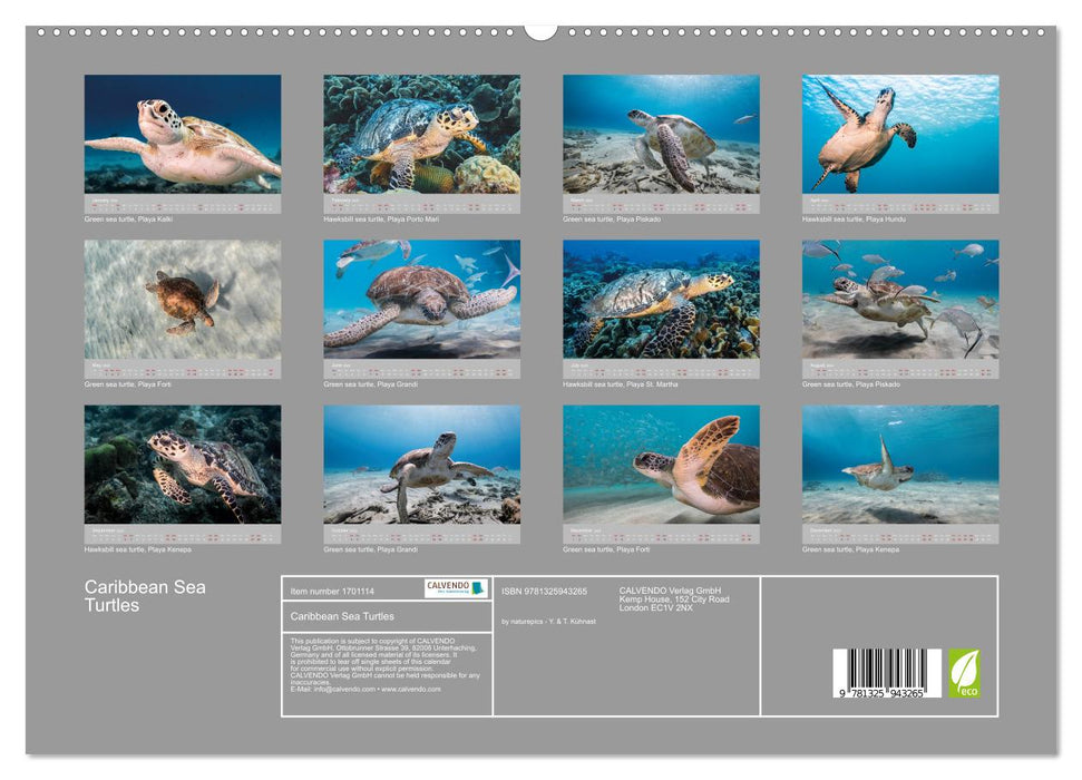 Caribbean Sea Turtles (CALVENDO Premium-Calendar 2025)