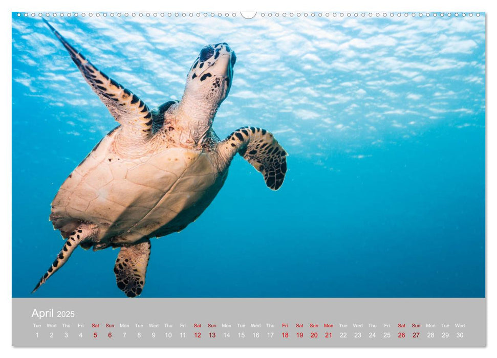 Caribbean Sea Turtles (CALVENDO Premium-Calendar 2025)