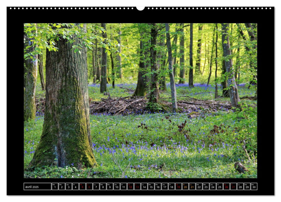 Paysages de Fontainebleau (CALVENDO Calendrier supérieur 2025)