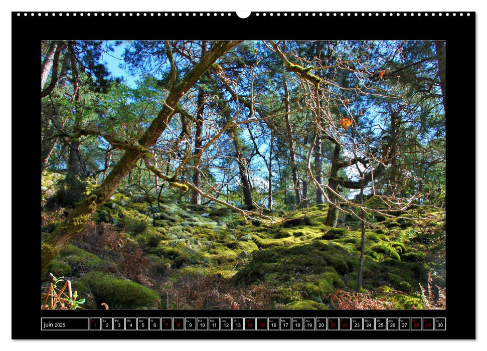 Paysages de Fontainebleau (CALVENDO Calendrier supérieur 2025)