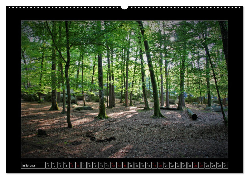 Paysages de Fontainebleau (CALVENDO Calendrier supérieur 2025)