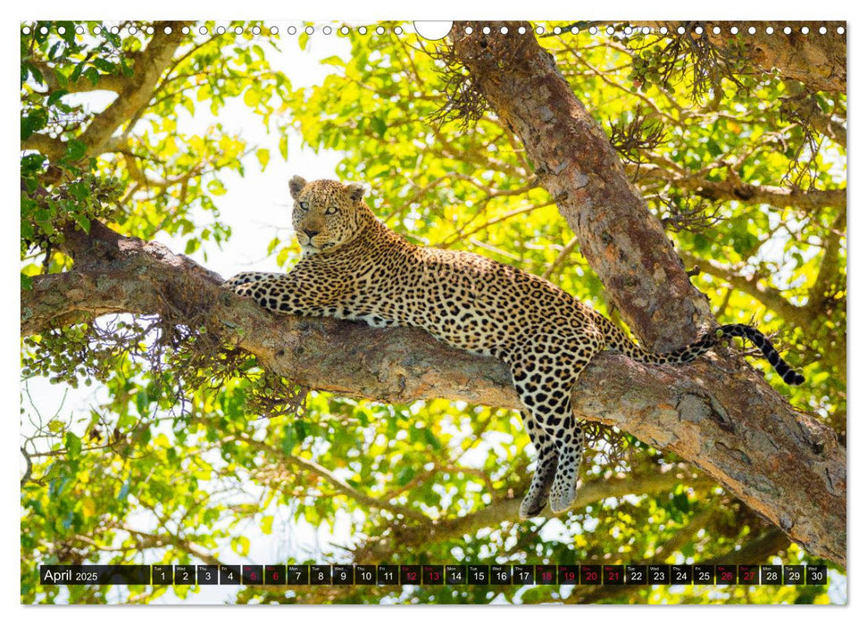 Leopards in the wild (CALVENDO Monthly Calendar 2025)