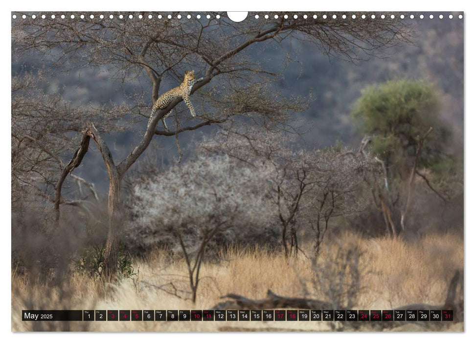 Leopards in the wild (CALVENDO Monthly Calendar 2025)