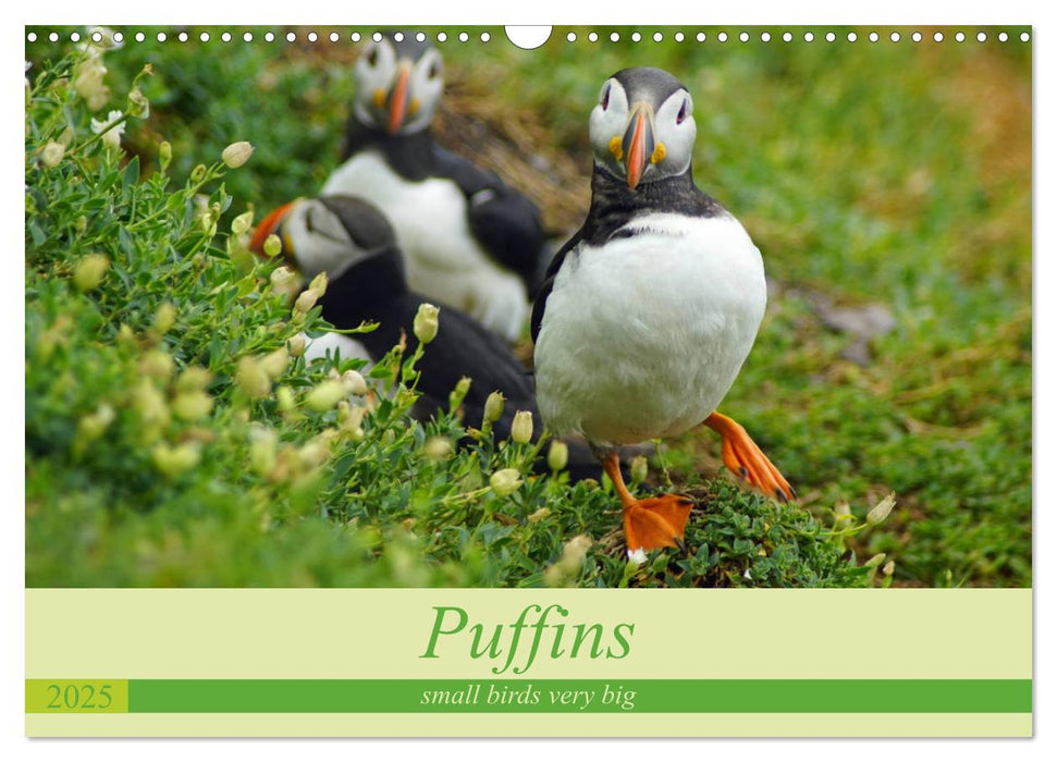 Puffins - small birds very big (CALVENDO Monthly Calendar 2025)