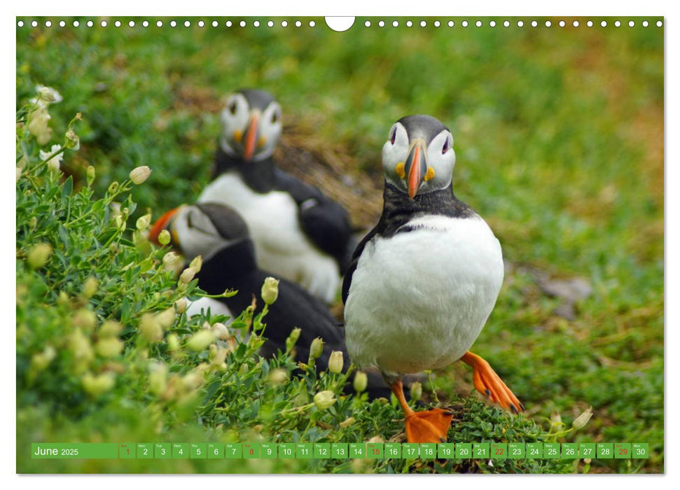 Puffins - small birds very big (CALVENDO Monthly Calendar 2025)