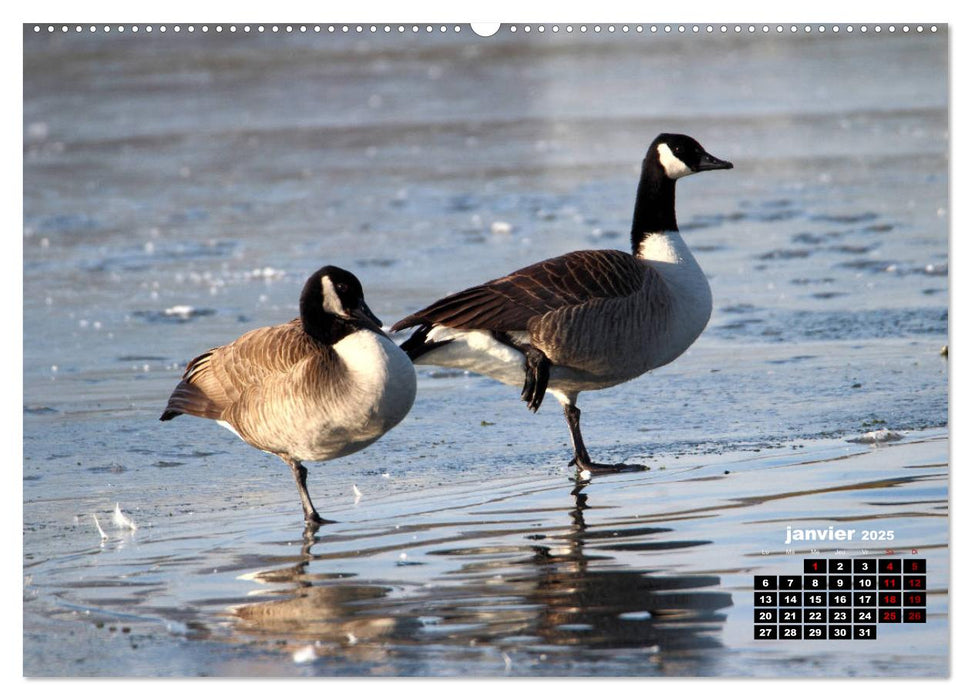 Oiseaux du Pâtis (CALVENDO Calendrier supérieur 2025)