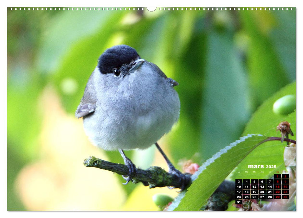 Oiseaux du Pâtis (CALVENDO Calendrier supérieur 2025)