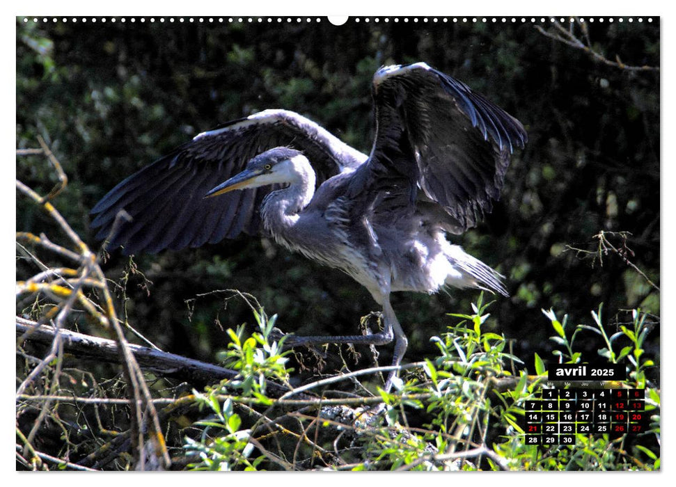 Oiseaux du Pâtis (CALVENDO Calendrier supérieur 2025)