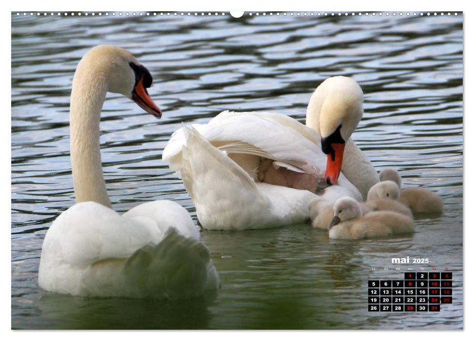 Oiseaux du Pâtis (CALVENDO Calendrier supérieur 2025)