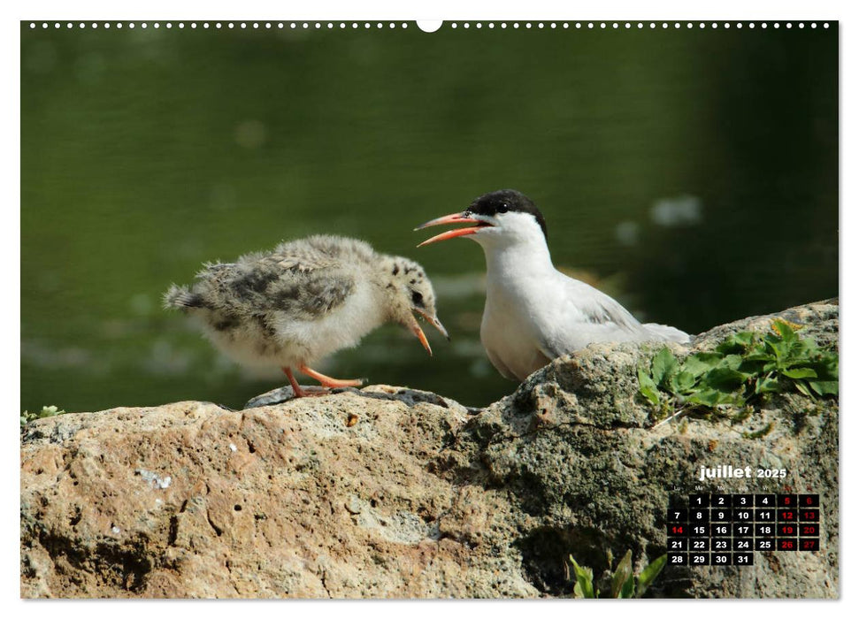 Oiseaux du Pâtis (CALVENDO Calendrier supérieur 2025)