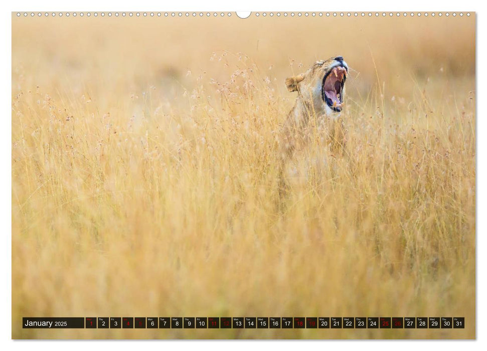 Safari in Kenya (CALVENDO Premium-Calendar 2025)