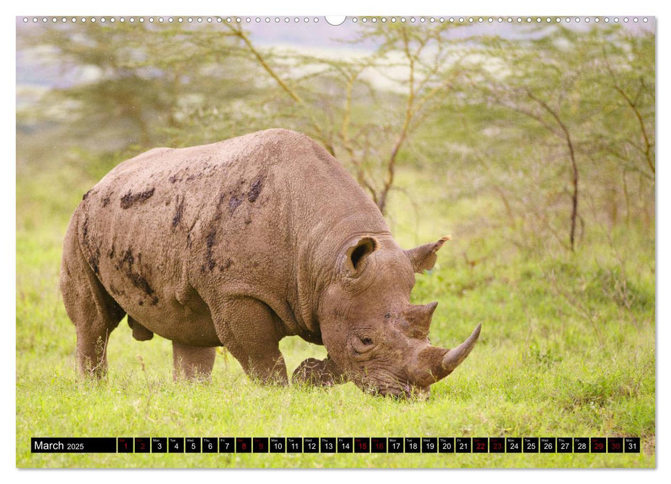 Safari in Kenya (CALVENDO Premium-Calendar 2025)