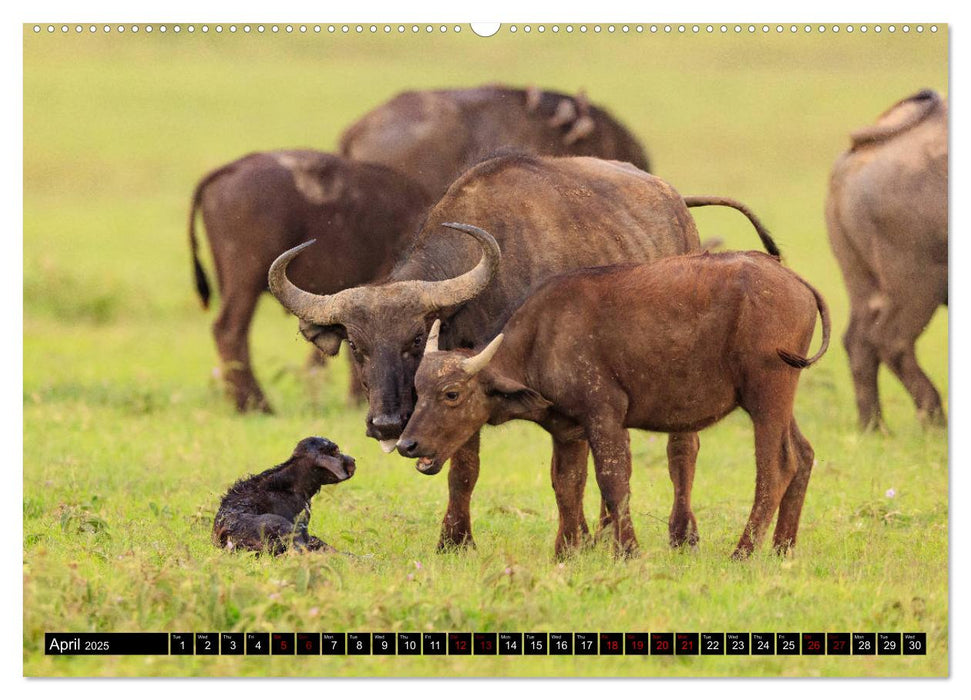 Safari in Kenya (CALVENDO Premium-Calendar 2025)