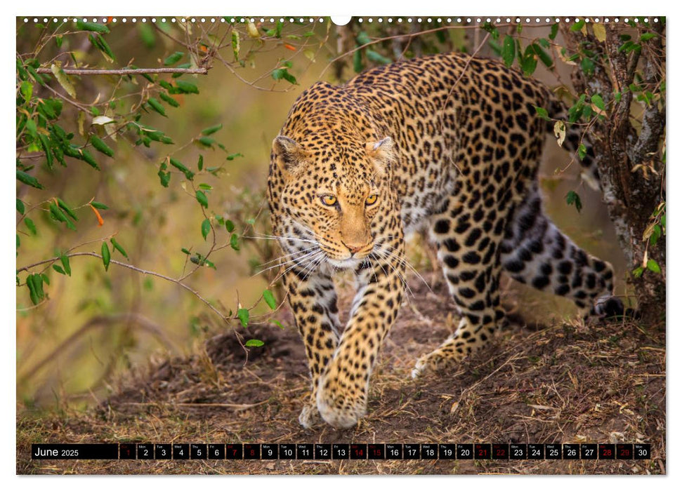 Safari in Kenya (CALVENDO Premium-Calendar 2025)