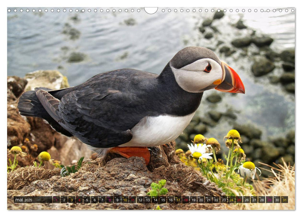 Islande île de merveilles naturelles (CALVENDO Calendrier mensuel 2025)