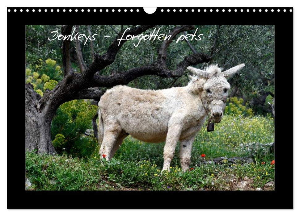 Donkeys - forgotten pets (CALVENDO Monthly Calendar 2025)