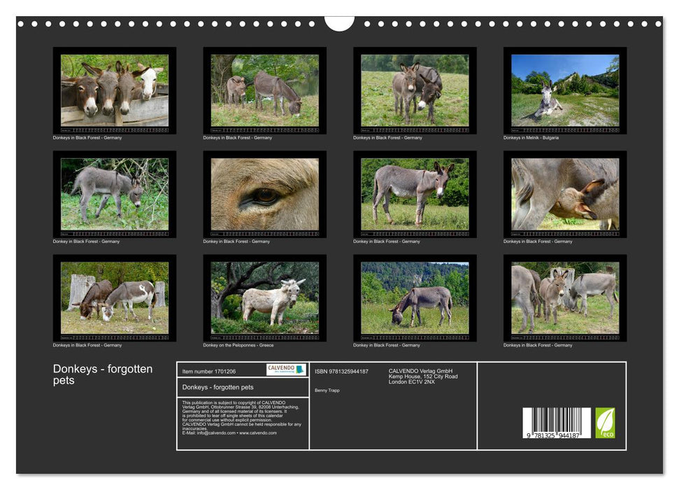 Donkeys - forgotten pets (CALVENDO Monthly Calendar 2025)