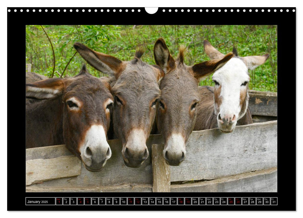 Donkeys - forgotten pets (CALVENDO Monthly Calendar 2025)