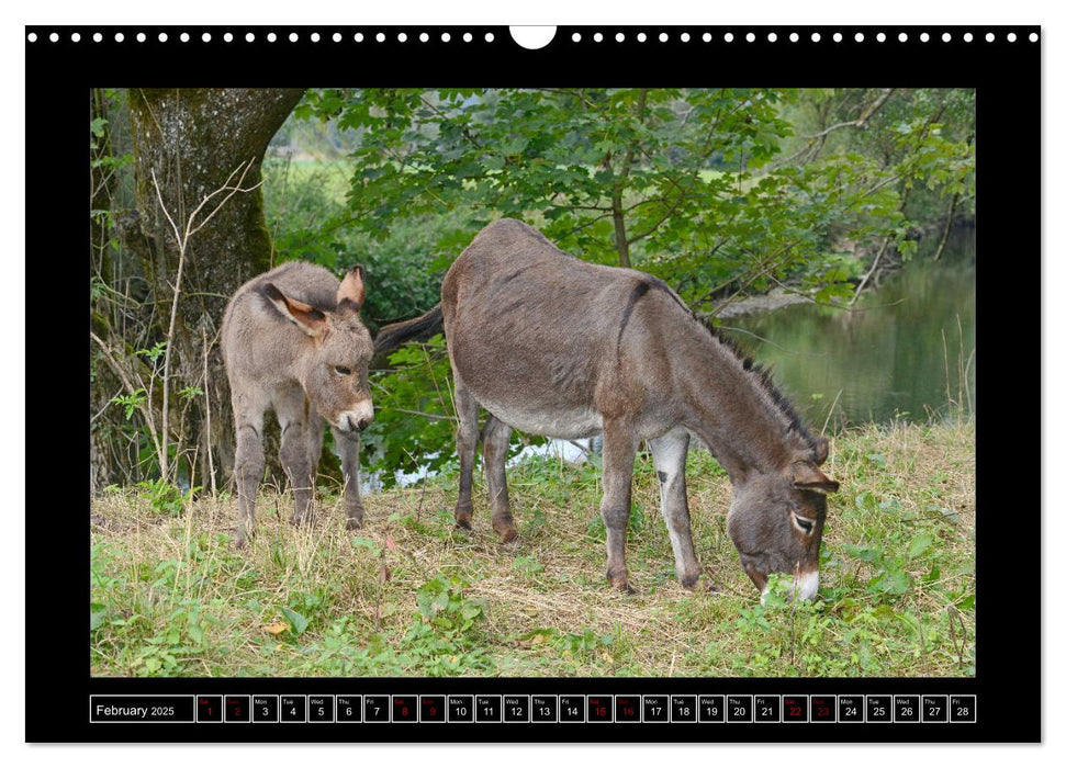 Donkeys - forgotten pets (CALVENDO Monthly Calendar 2025)