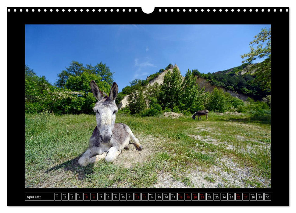 Donkeys - forgotten pets (CALVENDO Monthly Calendar 2025)