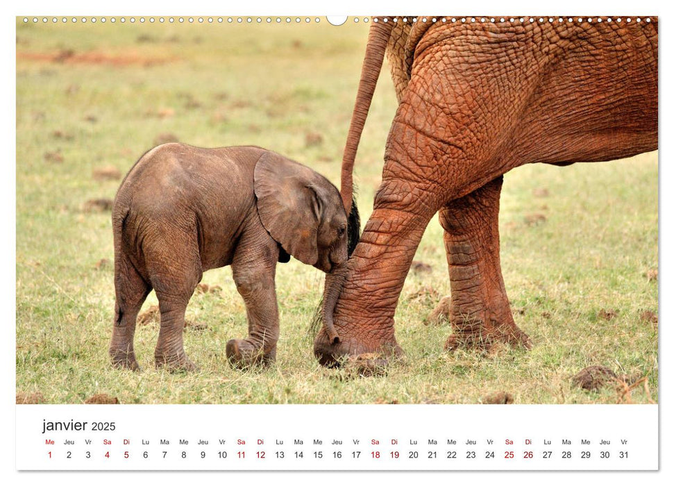 Éléphants en Afrique (CALVENDO Calendrier supérieur 2025)