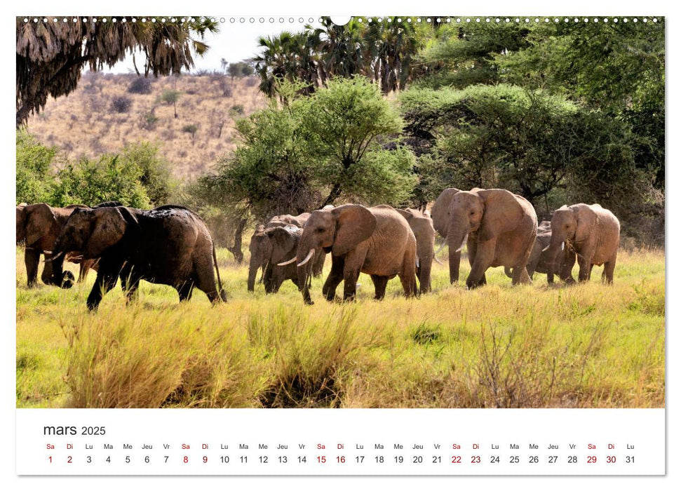 Éléphants en Afrique (CALVENDO Calendrier supérieur 2025)