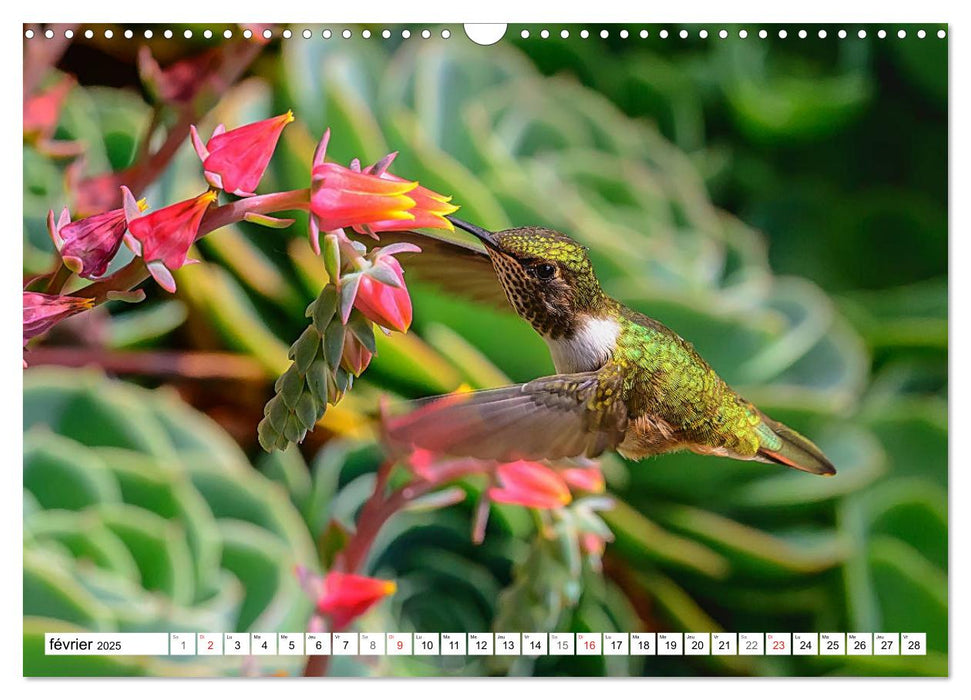 Colibris - pierres précieuses volantes (CALVENDO Calendrier mensuel 2025)