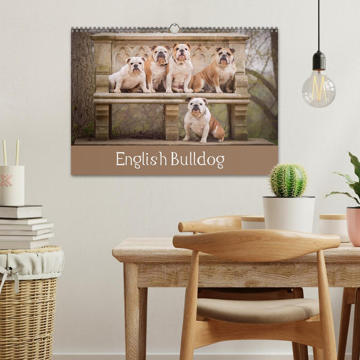 English Bulldog (CALVENDO Monthly Calendar 2025)