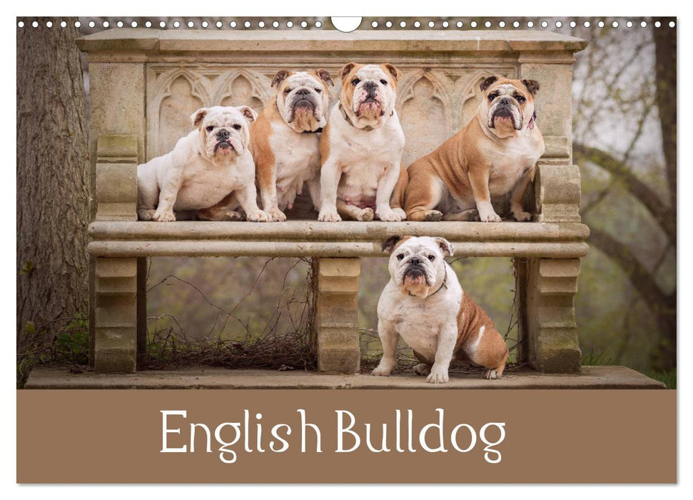 English Bulldog (CALVENDO Monthly Calendar 2025)