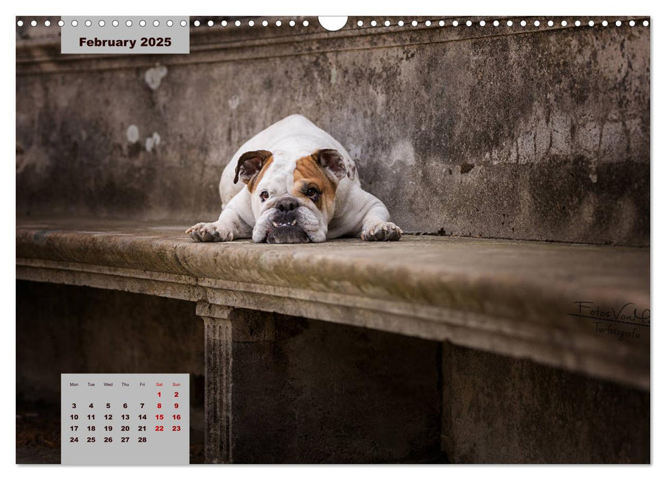 English Bulldog (CALVENDO Monthly Calendar 2025)