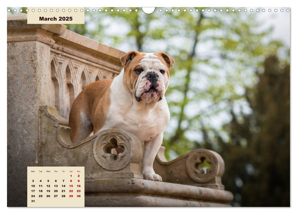 English Bulldog (CALVENDO Monthly Calendar 2025)