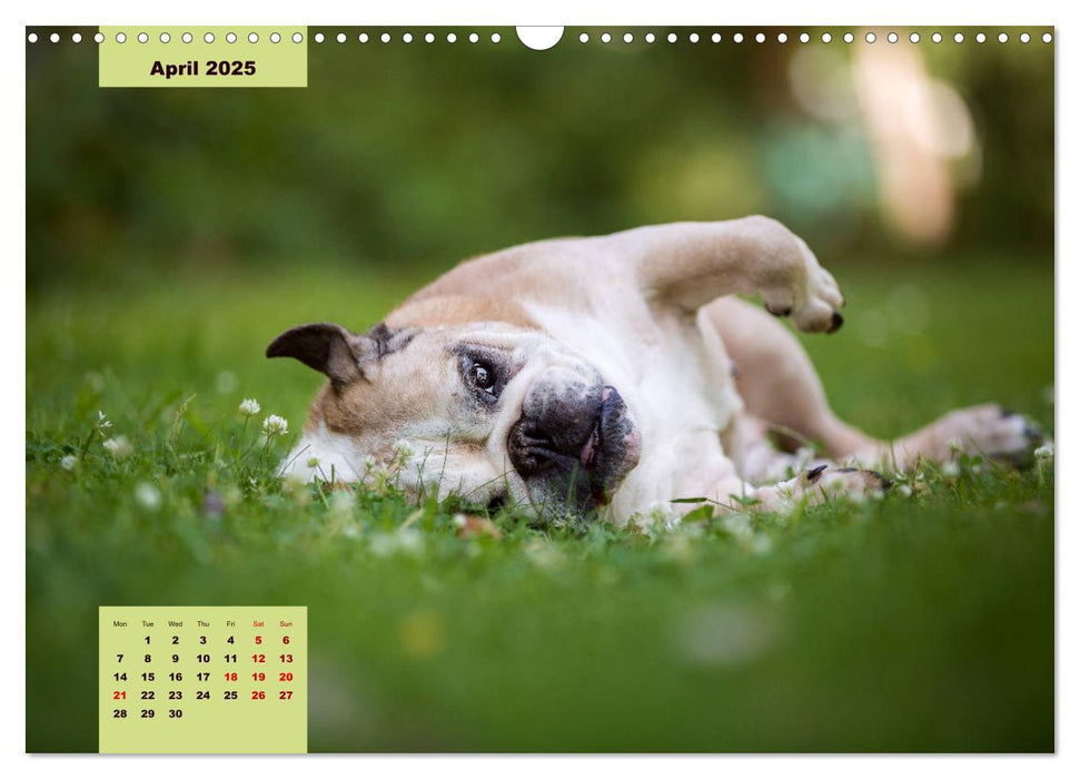 English Bulldog (CALVENDO Monthly Calendar 2025)