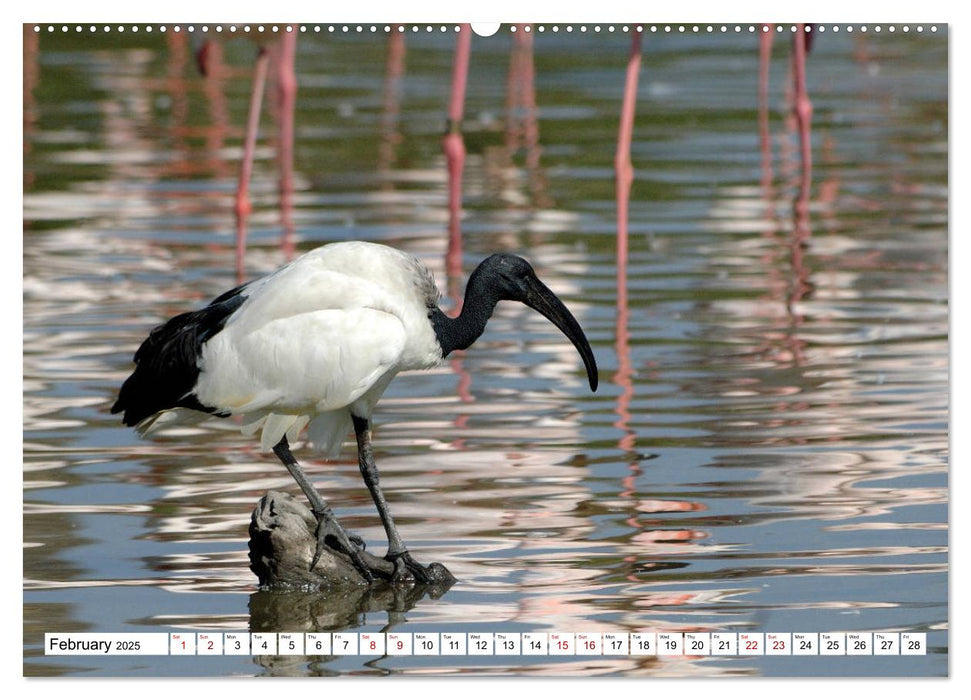 Birds of the Camargue Delta (CALVENDO Premium-Calendar 2025)