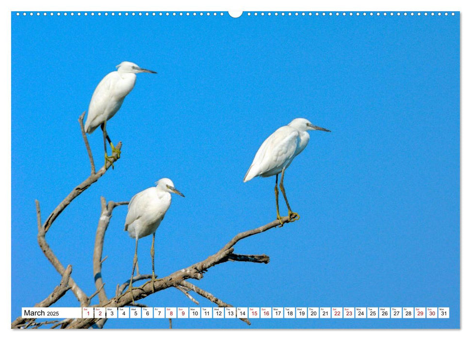 Birds of the Camargue Delta (CALVENDO Premium-Calendar 2025)