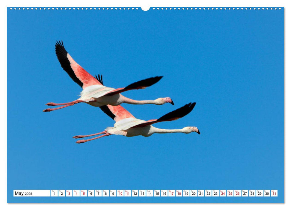 Birds of the Camargue Delta (CALVENDO Premium-Calendar 2025)